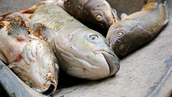 Rätselhaftes Fischsterben in Eckersdorf
