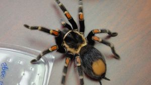 Deutscher Spinnen-Schmuggler in den USA festgenommen