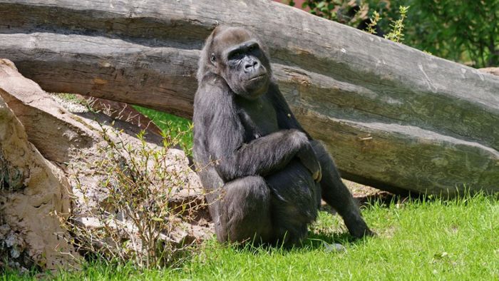 Gorilla im Tiergarten Nürnberg eingeschläfert