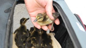 Tiere: Umzugshilfe für Großstadt-Enten und ihre Küken
