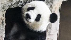 Berliner Panda mit Mini-Babybauch