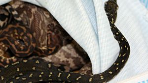 36 lebende Schlangen im Handgepäck entdeckt