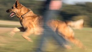 Schäferhund beißt drei Menschen: Polizist erschießt ihn