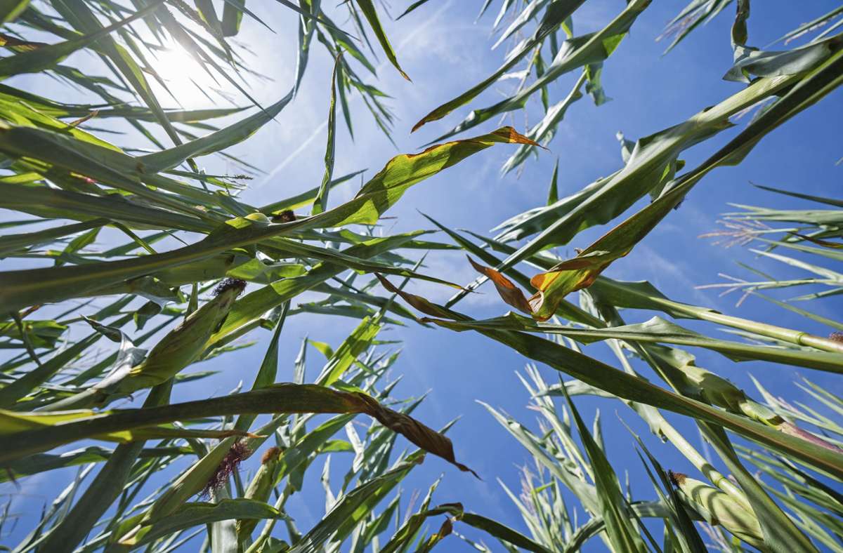 Auch der Mais hat unter der Trockenheit des Sommers gelitten. Die Bauern rechnen mit einer schlechten Ernte.