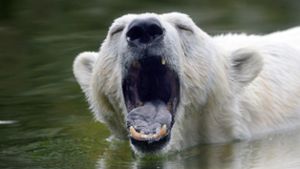 Eisbär verirrt sich nach Island - getötet