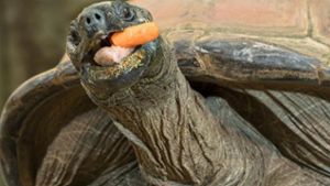 Riesenschildkröten können lernen und haben langes Gedächtnis