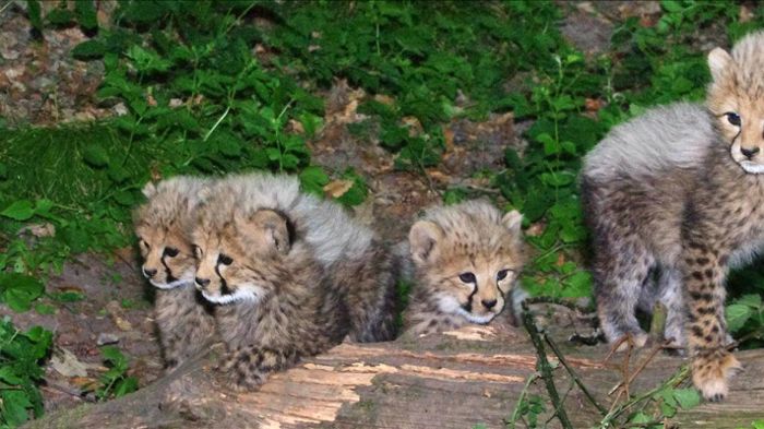 Junger Gepard aus Nürnberger Tiergarten entflohen - erfolglose Suche