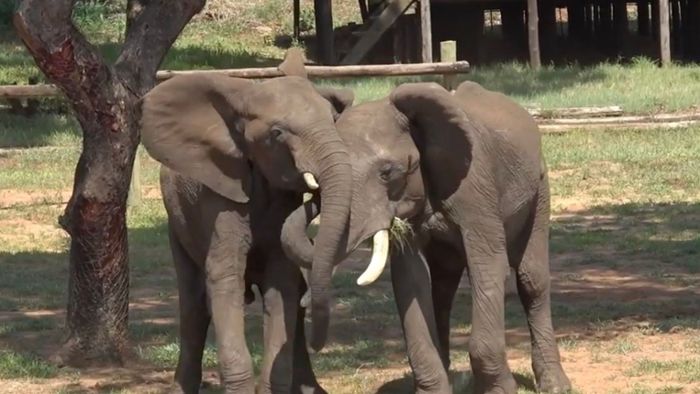 Elefanten passen ihre Begrüßung laut Studie der Situation an