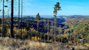 Goldkronach: Schluss mit dem Grundstücks-Chaos im Wald