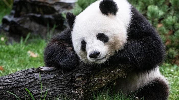 Berliner Panda-Dame Meng Meng erwartet Nachwuchs