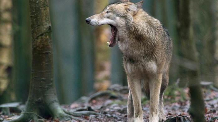 Angst vor dem Wolf: Er ist eher faul als gefährlich