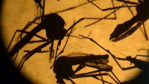 Zika: Kein Blut spenden und Kondome nutzen