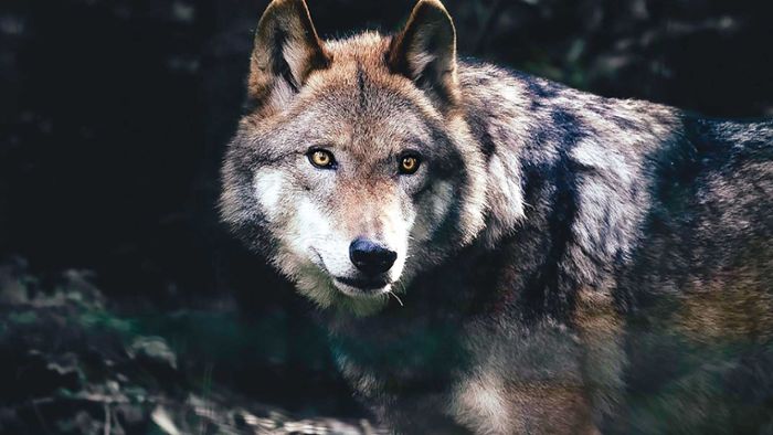 Nach Sichtungen: Wie sich Kulmbach auf den Wolf vorbereitet