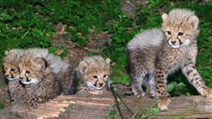 Geparden-Nachwuchs im Nürnberger Tiergarten