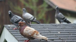 Kulmbach: Tauben werden zur Plage