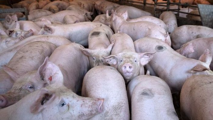Verheerende Katastrophe: Schweinepest trifft regionale Züchter
