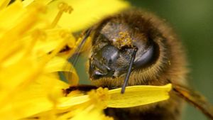 Imker fürchten genmanipulierte Pflanzen: Honig nicht mehr zu verkaufen