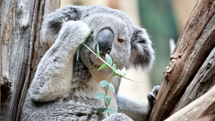 Koala Oobi-Ooobi wird EM-Orakel
