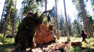 Nach Niklas: Suche nach umgestürzten Bäumen in der Region