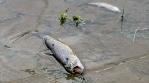 Fischsterben: Stadt lässt sich viel Zeit