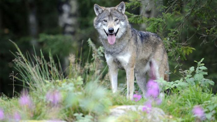 Wölfe im Landkreis: Wolfs-Resolution scheitert denkbar knapp