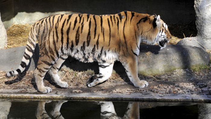 Sibirischer Zoo-Tiger attackiert Kleinkind