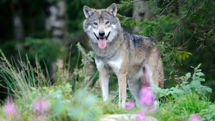 Drei Wölfe an Angriffen auf Wild beteiligt