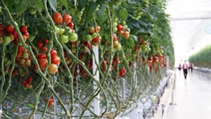 Tomaten-Anbau: Bald geht's los