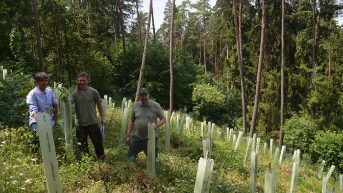 Wiederaufforstung: 350 Bäume für den Zipser Berg