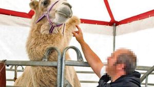 Artisten hausten im Kamel-Verschlag