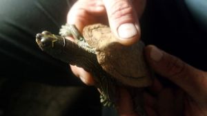 Schildkröte kriecht in Karosserie