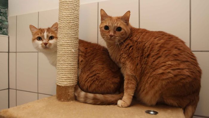 Tierheim sammelt Geld für Kastration von Katzen