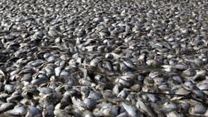 Nach Vögeln jetzt Millionen tote Fische in den USA entdeckt