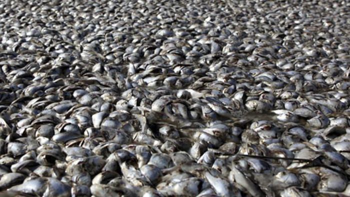 Nach Vögeln jetzt Millionen tote Fische in den USA entdeckt