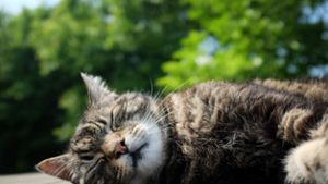 Katzen-Quäler geht um: Vier Tiere verletzt - eines davon stirbt