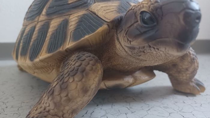 Aus Vorgarten: Dieb stiehlt 46 Deko-Schildkröten