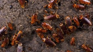 Studie der North Carolina State University: Kakerlaken müssen Sexleben wegen Zuckerfallen anpassen