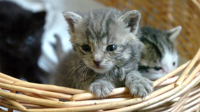 Unbekannte zerstören Katzenfallen - Tierschutzverein erbost