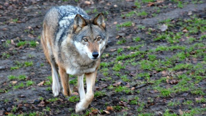 Fichtelgebirge: Wolf steht seelenruhig auf einem Feld