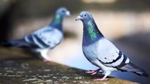 Thüringen: Mehr als 80 enthauptete Tauben entdeckt