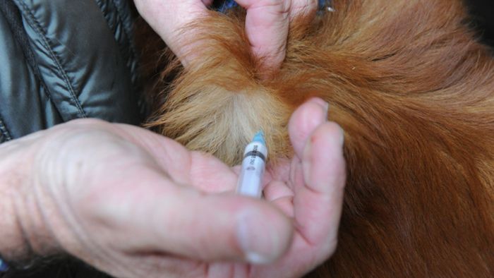 Corona-Pandemie: Tierärzte wollen  keine Menschen impfen