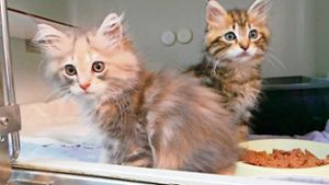 Fünf Katzenkinder bei Wonsees ausgesetzt