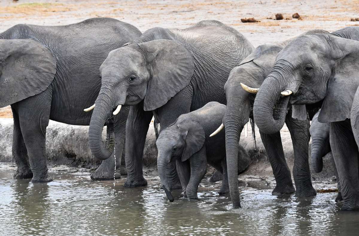 Elefanten trinken an dem 2015 vom Verein zur Rettung bedrohter Wildtiere gesponserten Brunnen im Hwange Nationalpark in Simbabwe.