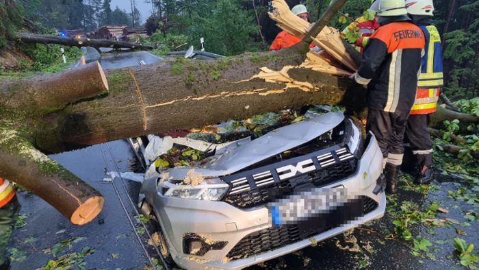 Mann schwer verletzt: Mächtiger Baum stürzt auf Auto