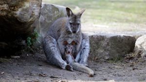 Das sind die Känguru-Babys vom Röhrensee