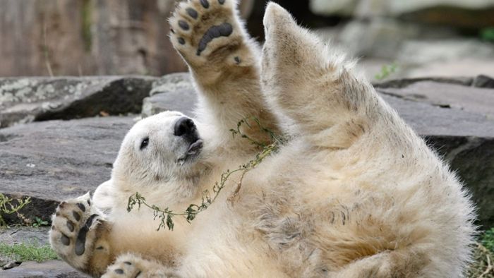 Forscher lösen Rätsel um Tod des Eisbären Knut