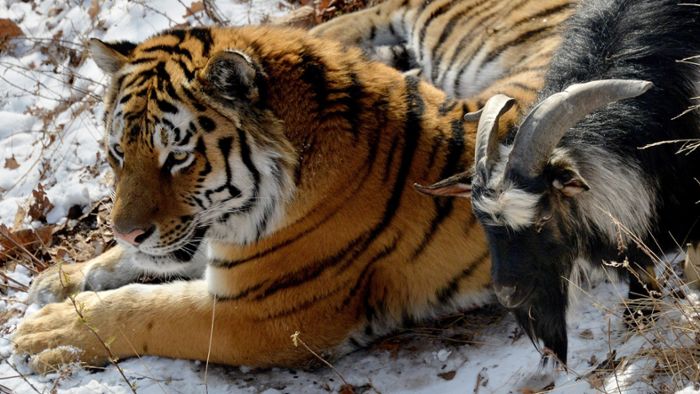Ziegenbock trifft Zoo-Freund Tiger wieder