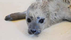 Tiere: Erster Heuler der Saison in Seehundstation