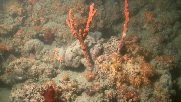 Korallenriff im Mittelmeer vor Italien