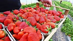 Saisonstart: Gute Nachrichten für Erdbeer-Freunde